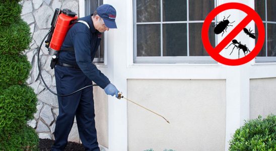 Soğukkuyu Fare İlaçlama böcek ilaçlama ve haşere kontrolü — ilaclama-tr.com